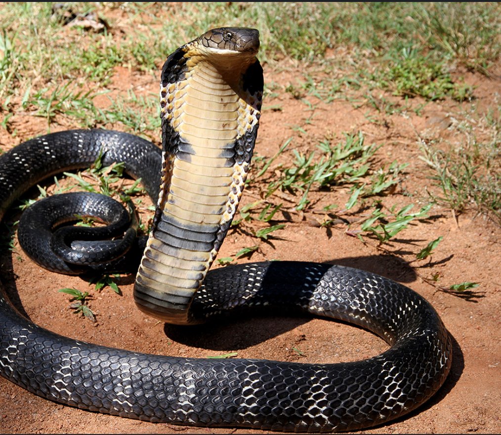 ਜਲੰਧਰ ਦੇ ਠਾਨਾਂ 8 ਵਿਚ ਸੱਪ ਵੜਿਆ 