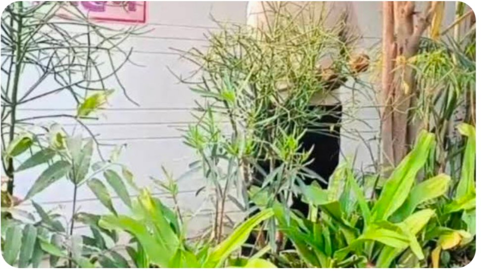  अगर आपको भी रहना है बीमारियों से दूर रहना है तो यह पौधा लगाएं 