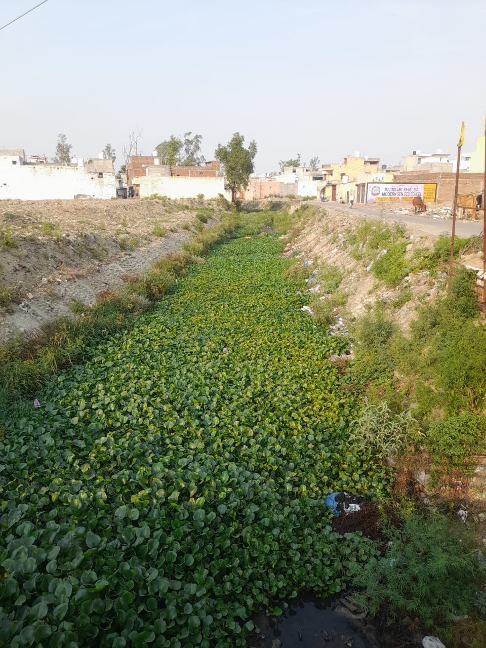 ਕਾਲਾ ਸੰਘਾ ਡਰੇਨ ਹੈ ਉਸਦੀ ਸਫਹ ਨਾ ਤਾਂ ਨਗਰ ਨਿਗਮ ਸਾਫ ਸਫਾਈ ਕਰ ਰਿਹਾ ਉਹ ਨਾ ਹੀ ਨਹਿਰੀ ਵਿਭਾਗ  ਕਰਵਾ ਰਿਹਾ ਹੈ:,ਰਣਜੀਤ ਕੌਰ ਰਾਣੋ