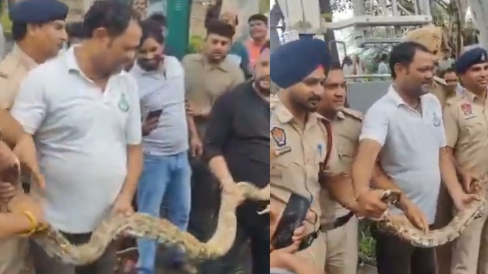 चंडीगढ़ की सुखना लेक में मिला 12 फुट लंबा अजगर, लोगों के फूले हाथ-पांव