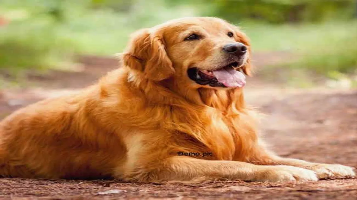 अब डॉग रखने के लिए लेनी होगी परमिशन, जारी हुए नए आदेश