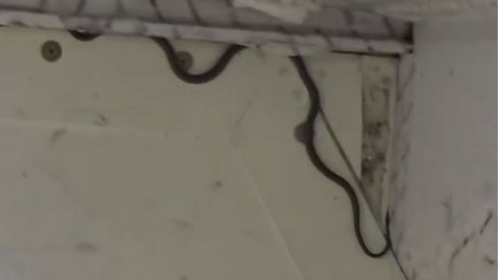 फ्लाइट में घुस आया खतरनाक सांप, उसके बाद जो हुआ सभी रह गए हैरान