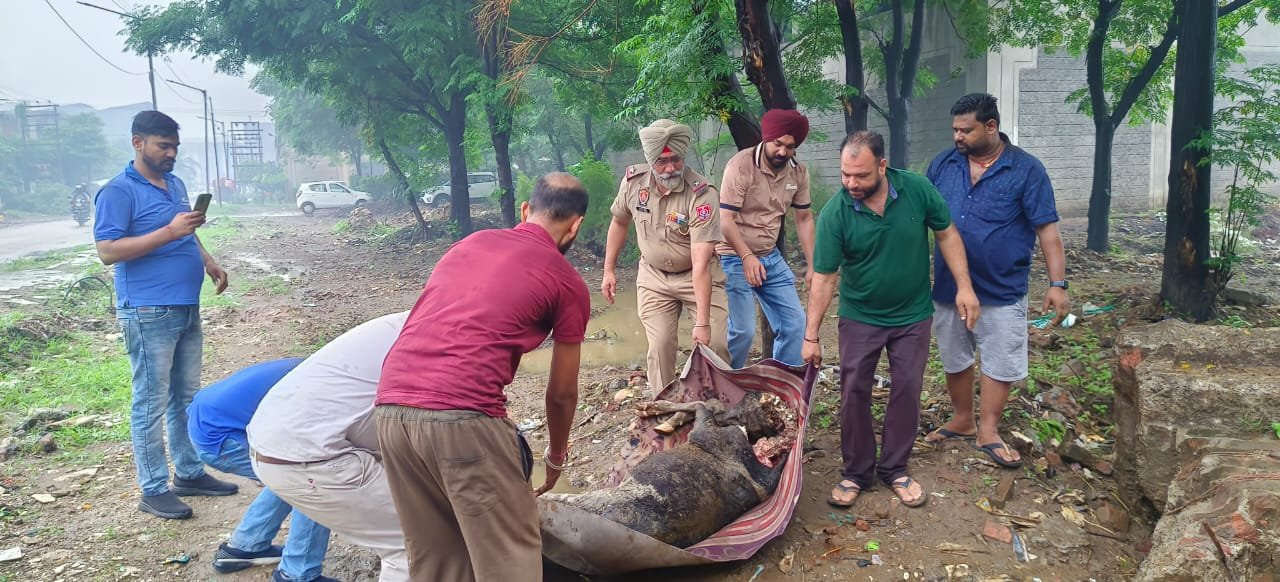 बजरंग दल के कार्यकर्ताओं ने मृत गाय के बछड़े दफनाया  पढ़ें पूरी खबर 