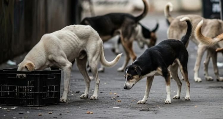 आवारा कुत्तों को पब्लिक में खाना खिलाने पर बैन, सुप्रीम कोर्ट का बड़ा फैसला