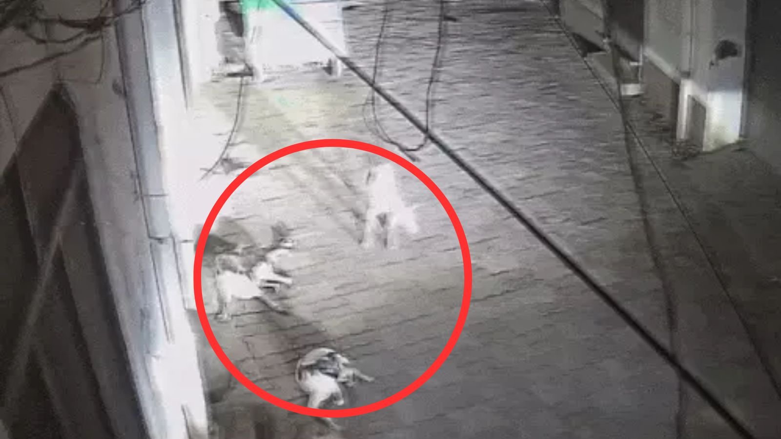 जालंधर में दरिंदगी! हॉकी से पीट-पीटकर कुत्ते की हत्या