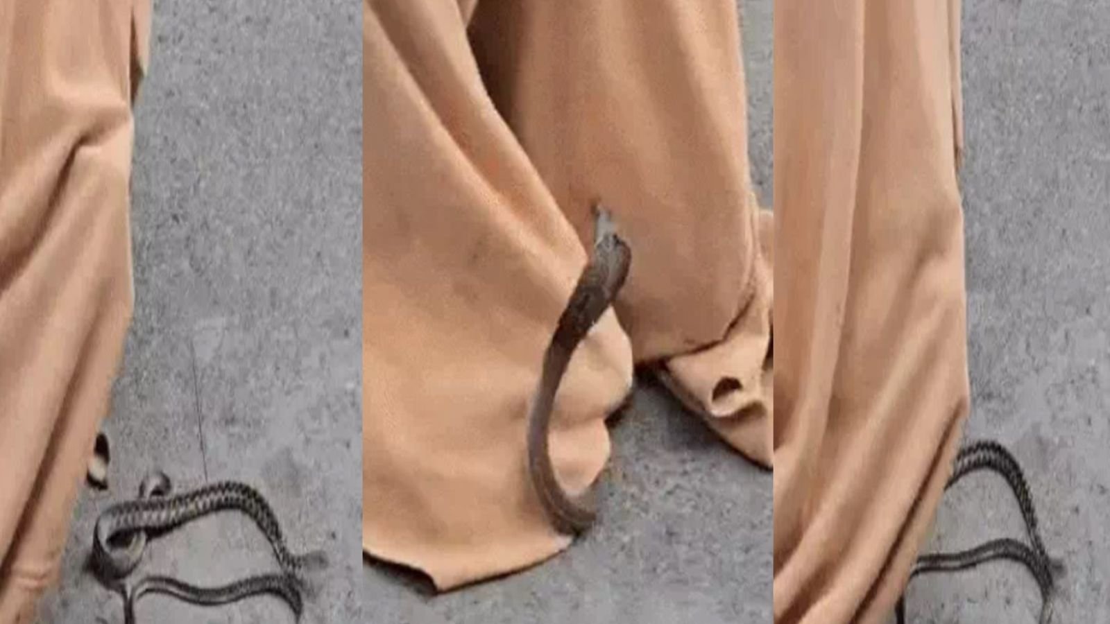 जालंधर पॉश इलाके में 12 जहरीले सांप निकलने से मचा हड़कंप, देखें Video