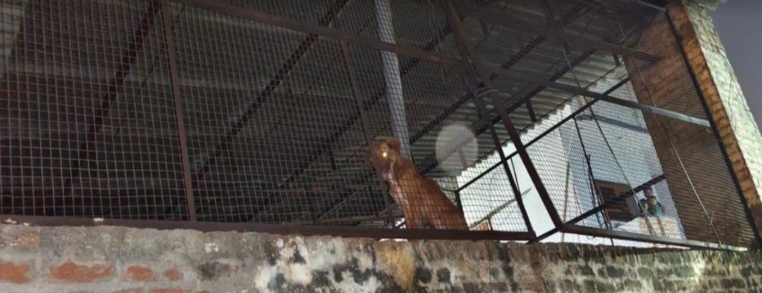 प्लाट में रखे कुत्तों से लोग परेशान  पढ़ें पूरी खबर 