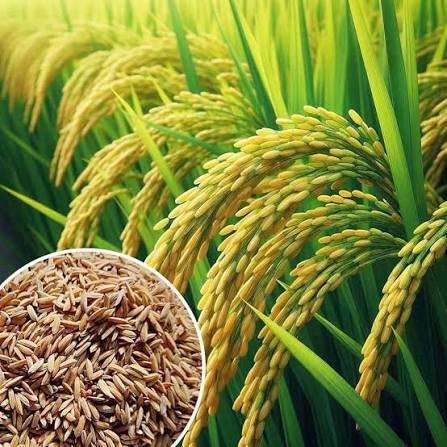 पंजाब में 28% बारिश की कमी से धान की फसल पर संकट, किसानों की बढ़ी चिंता