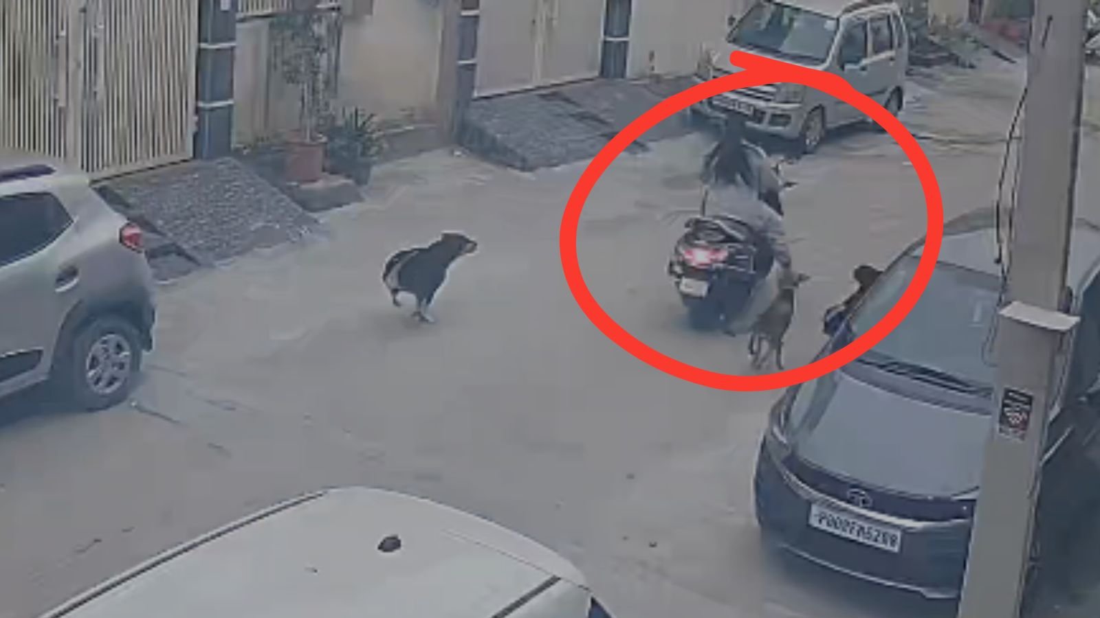 स्कूटी गिराकर मां-बेटे को नोचा! जालंधर में आवारा कुत्तों के हमले से दहशत